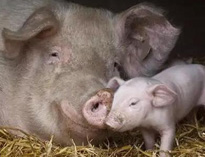 泔水不讓喂豬，舉報還有獎，拿什麽拯救你？